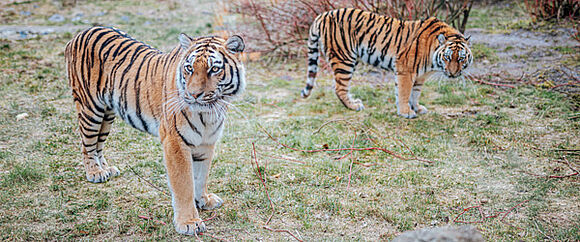 Wildpark Lüneburg Heide